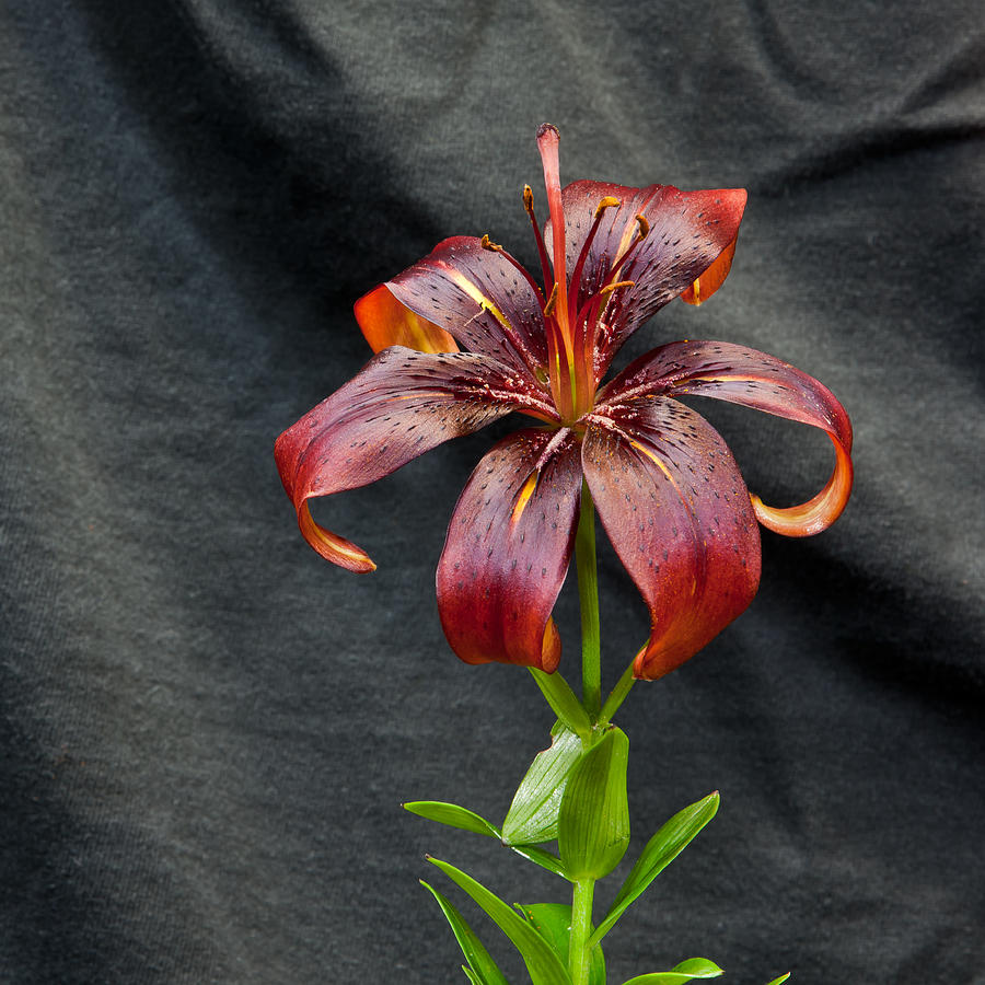 One Black Lily Photograph by Stan Kwong