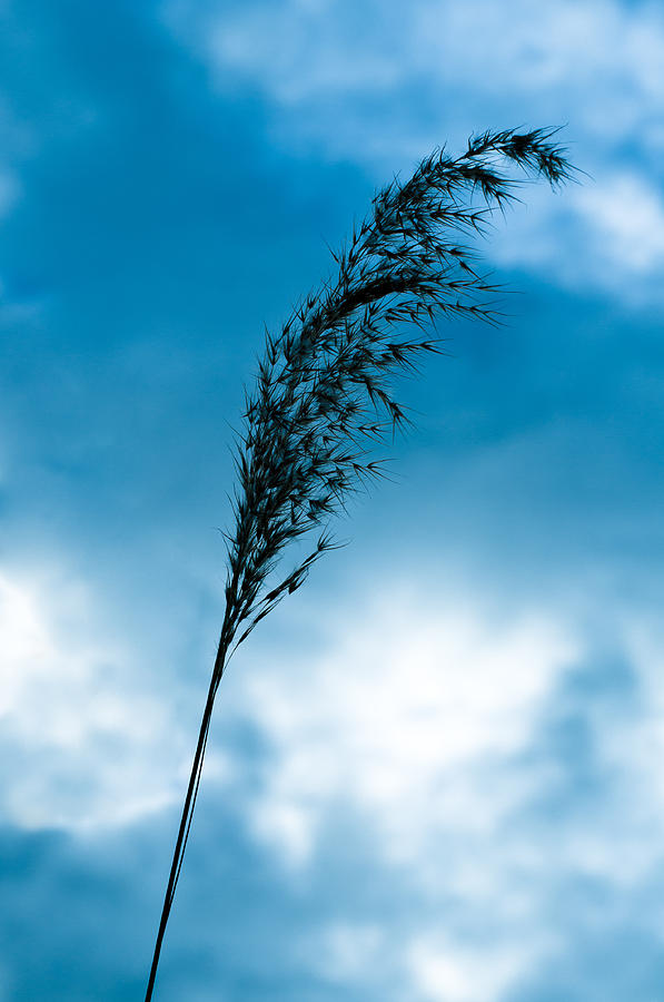 One blade of grass in the sky Photograph by U Schade