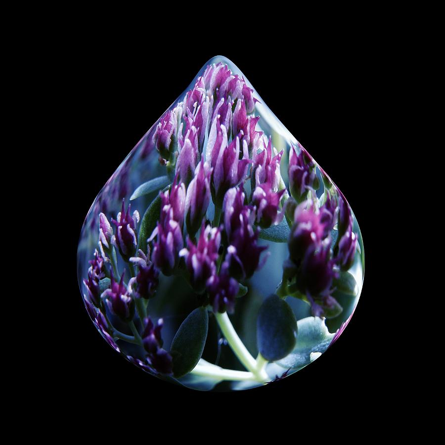 Flower Photograph - One Drop of Water by Barbara St Jean