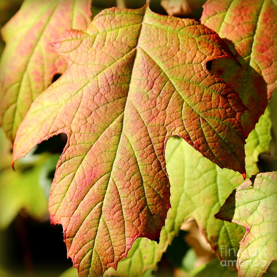 One Fall Leaf Photograph by Carol Groenen