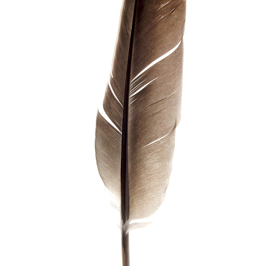 One Feather Photograph by Bernard Jaubert