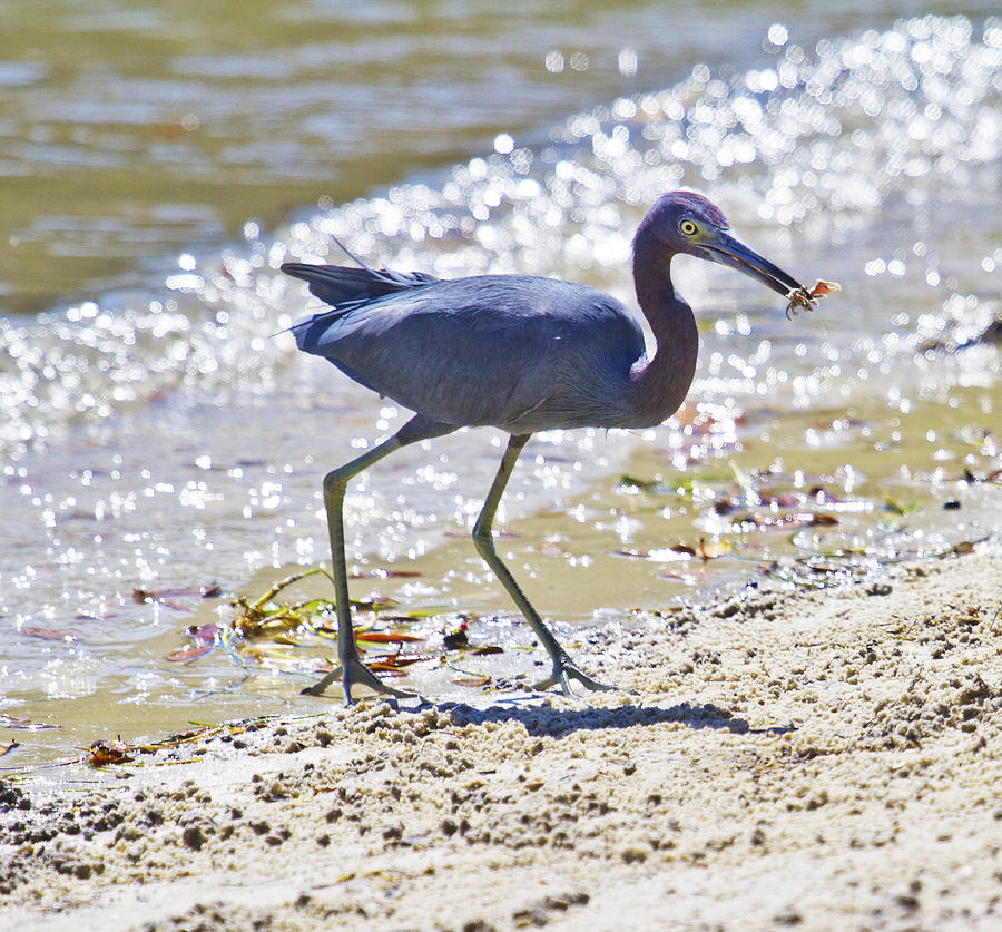 Heron Photograph - One Fiddle Down by Betsy Knapp