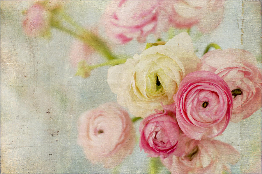 Ranunculus Photograph - One Fine Day by Kristy Campbell Ranunculus Photograph - One Fine Day by Kristy Campbell