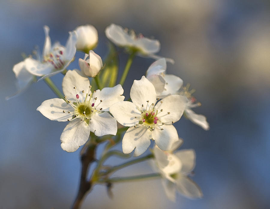 One Fine Morning In Bradford Pear Blossoms Photograph by Kathy Clark