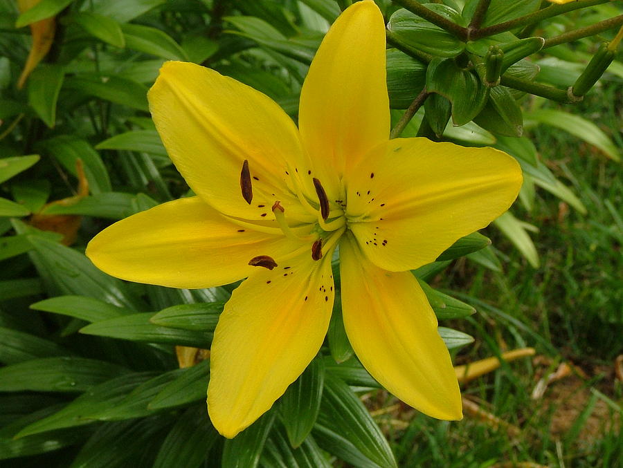 One Flower in Yellow Photograph by Dennis Pintoski - Fine Art America