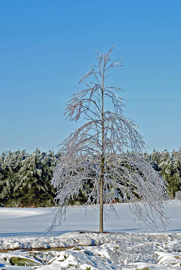 One Frozen Tree Photograph by Lila Fisher-Wenzel