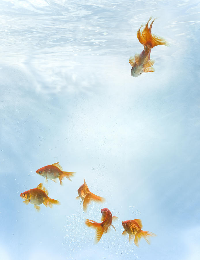 One Goldfish Swimming Toward Group Of Goldfish Photograph by Zena Holloway