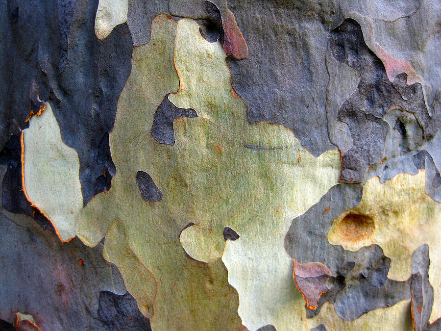 One Good Looking Bark Photograph by Robert Margetts