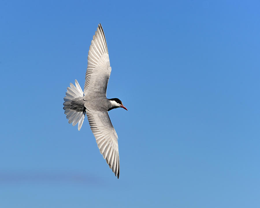 One Good Tern Deserves Another Photograph by Tony Beck