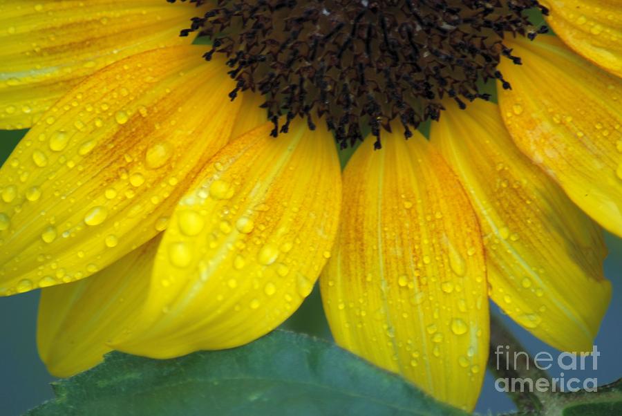 One Half Sun Flower with Rain Drops Photograph by Ronald Grogan