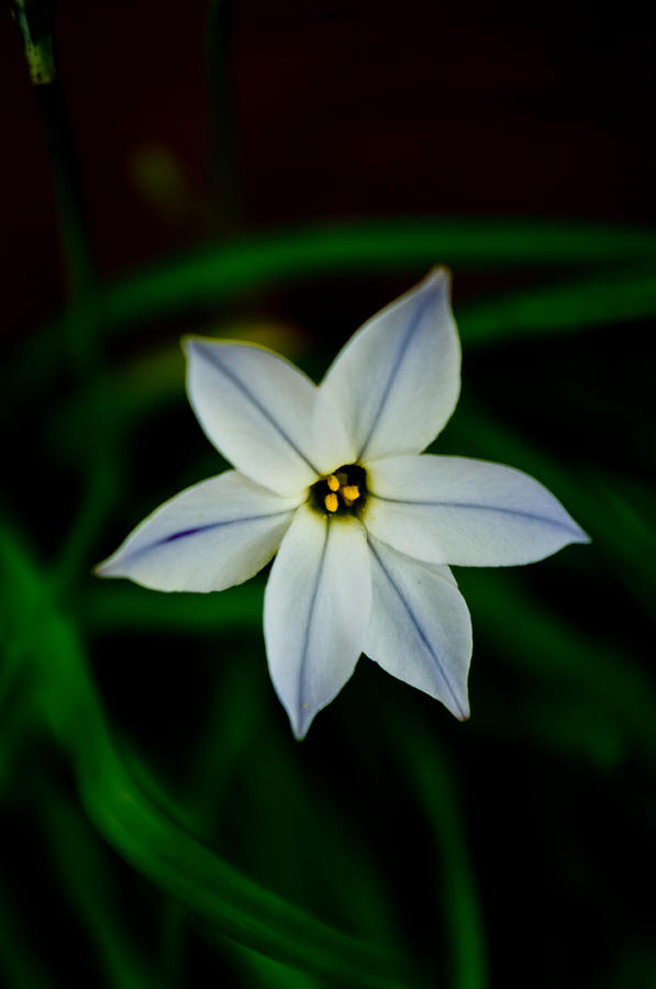 Flowers Still Life Photograph - One In a Million by Travis Crockart