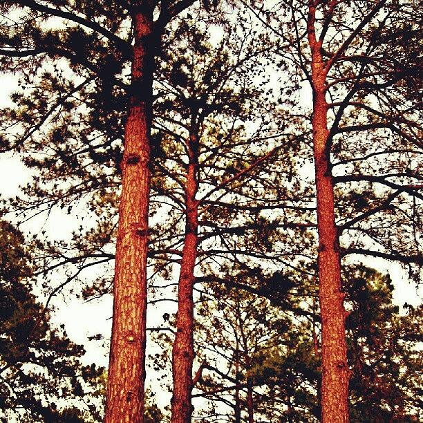 One Last Look At These Lovely Pines Photograph by Kat Carmean