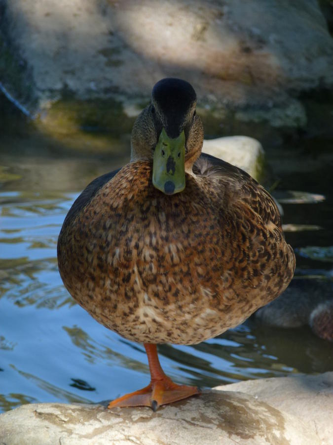 One Leg Duck Photograph by Manuel Sanchez - Pixels