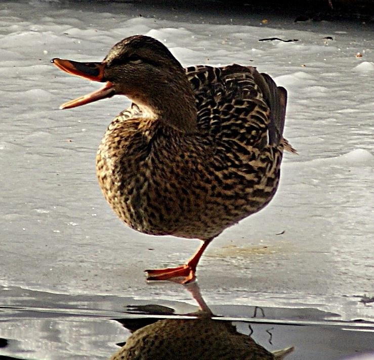 One-legged duck Photograph by Joe Faherty