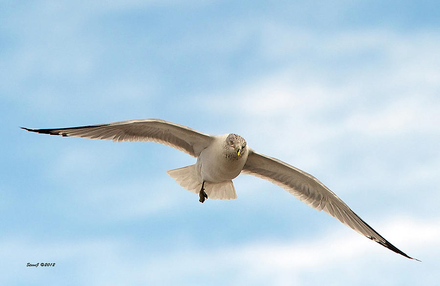 One Legged Gull Photograph by Stephen Johnson