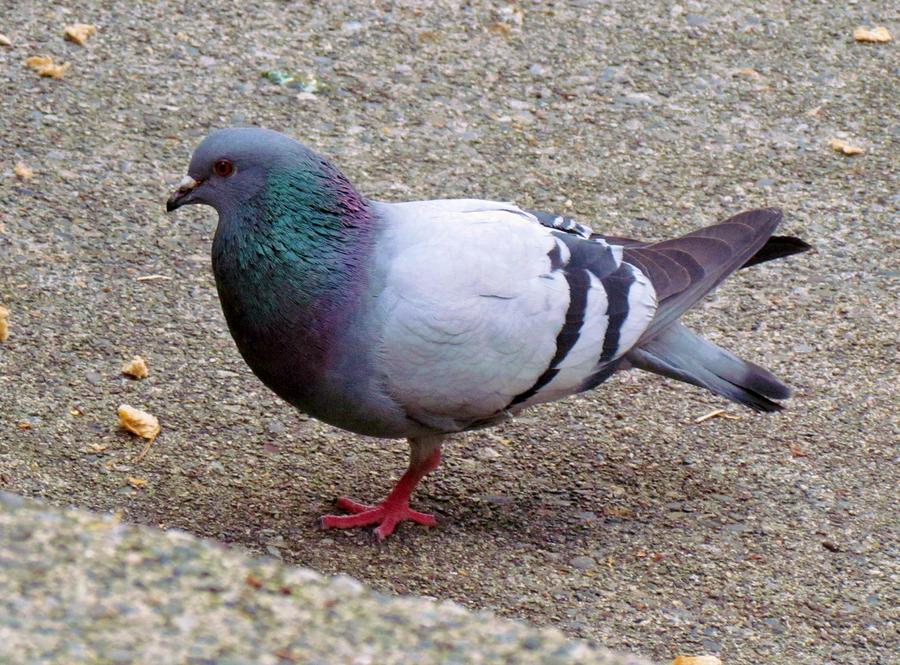 One Legged Rock Pigeon by Henry Victor