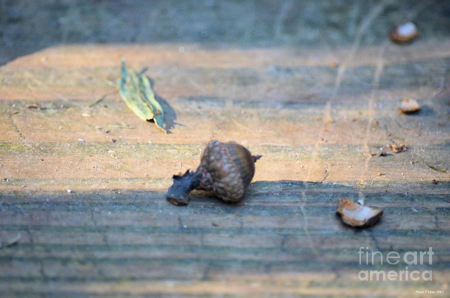 Nature Photograph - One Less Nut by Maria Urso