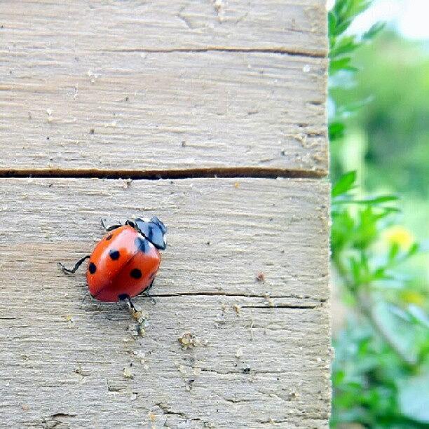 Ladybug Photograph - One Little Ladybird by Iain Carter