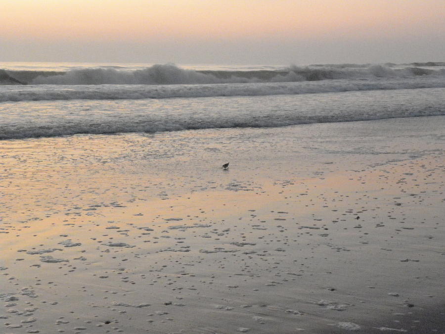 One Lonely Bird Has It All Too Its Self On A Beautiful Sunrise Morning Photograph by Kim Galluzzo