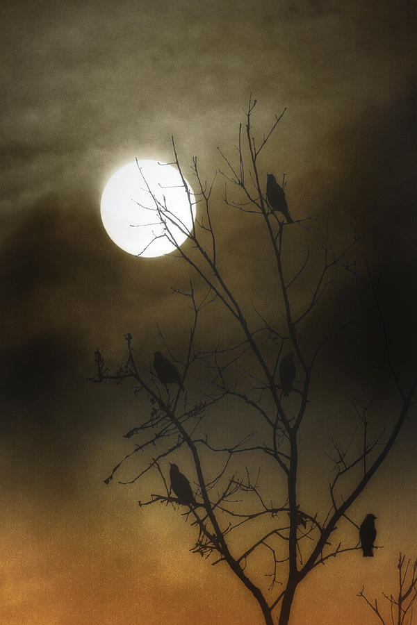 Bird Photograph - One Moonlit Night by Tom York Images
