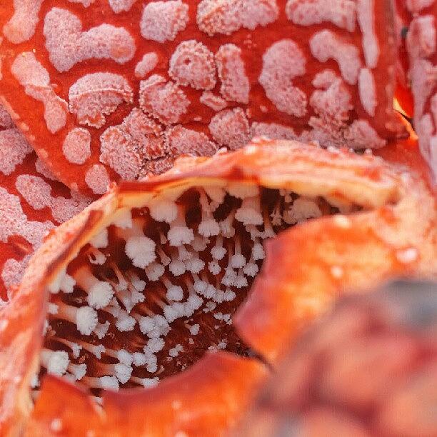Malaysia Photograph - One More #rafflesia Close Up! #malaysia by Manan Din