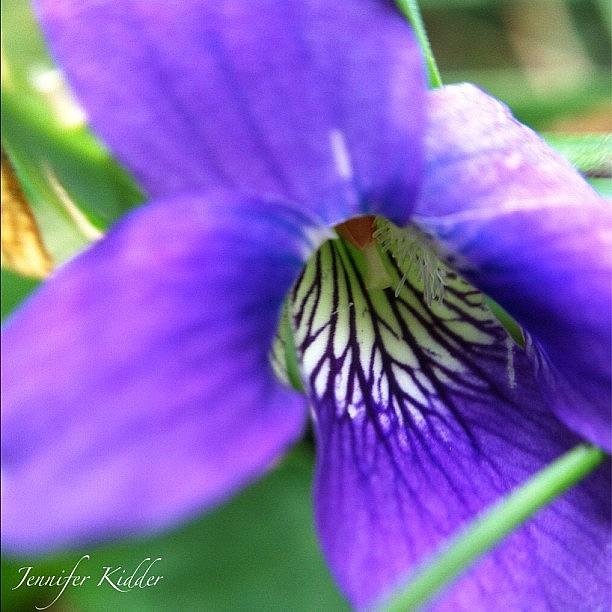 One More Wild Violet Photograph by Jennifer K