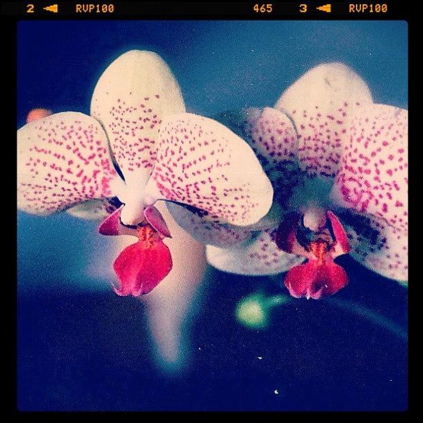 Orchid Photograph - One Of My First Semi-successful Shots by Kiki Bird