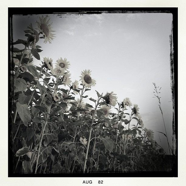 Sunflower Photograph - One Of My New Fav Hipsta Combos by Danielle Potts