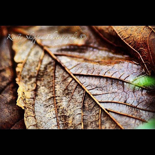 One Of The Last Autumn Leaf Photos From Photograph by Kirsty Skippen