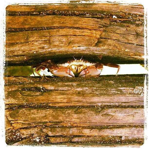 One Of The Many Crabs Hanging Out Photograph by Jaye Howard
