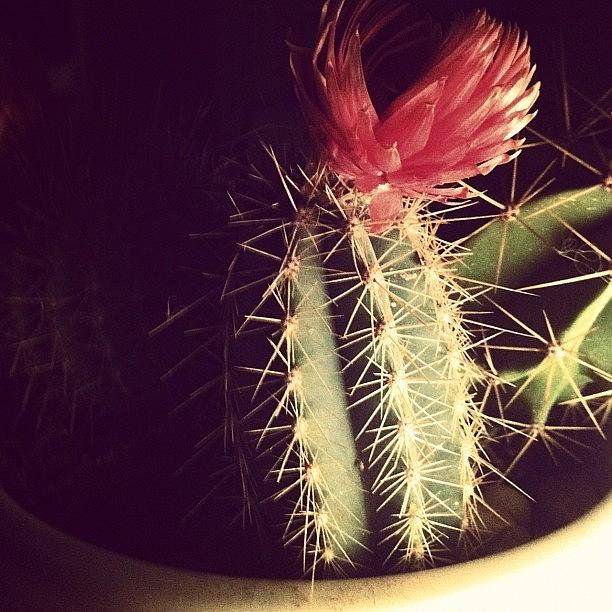 Cactus Photograph - One Of The Strongest Plants! Gotta by Naj Bass