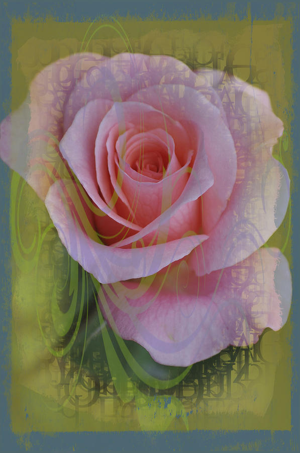 One Perfect Rose Photograph by Mary Machare - Fine Art America