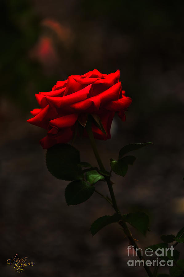 one-red-rose-photograph-by-anne-kitzman