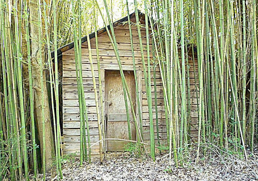 One Room House with Bamboo Photograph by Renee Trenholm