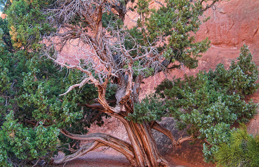 One Seed Juniper Arches National Park Photograph by Nathan Mccreery ...