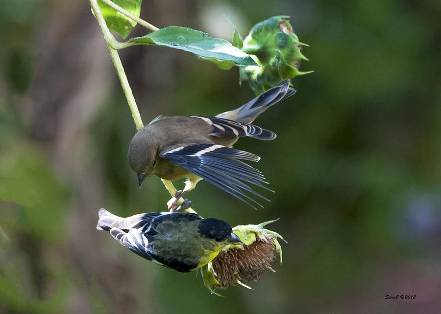 One Seed Pod Two Birds Photograph by Stephen Johnson