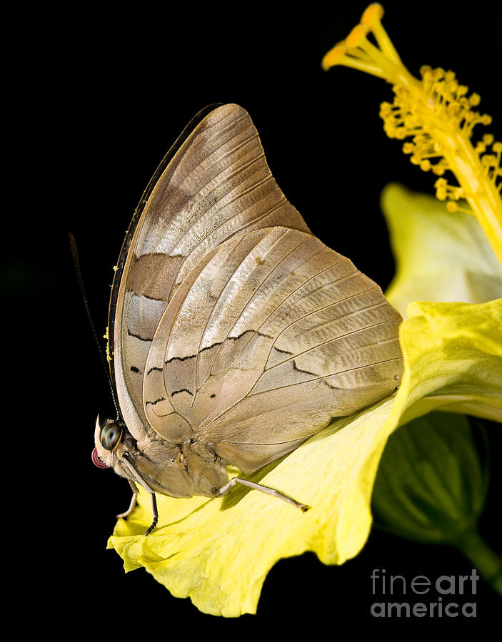 One-spotted Prepona Butterfly Photograph by Terry Elniski