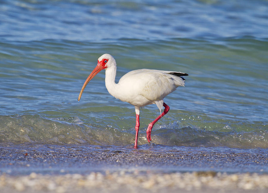 Ibis Photograph - One Step at a Time by Betsy Knapp