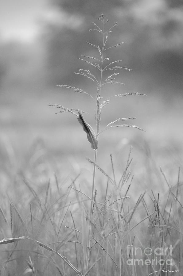One Tall Blade of Grass on a Foggy Morn - BW Photograph by Maria Urso
