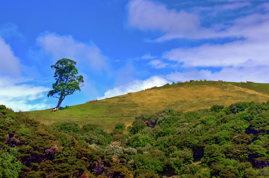 One Tree Hill Photograph by Harry Strharsky