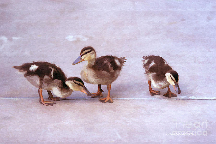 One Two Three Little Ducklings Photograph by Clare VanderVeen