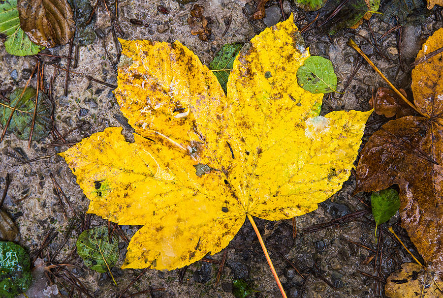 One yellow autumn leaf Photograph by Matthias Hauser