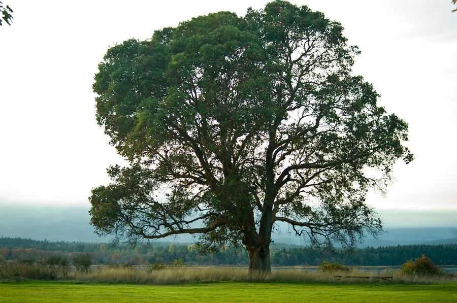Tree Photograph - Oneness by Travis Crockart
