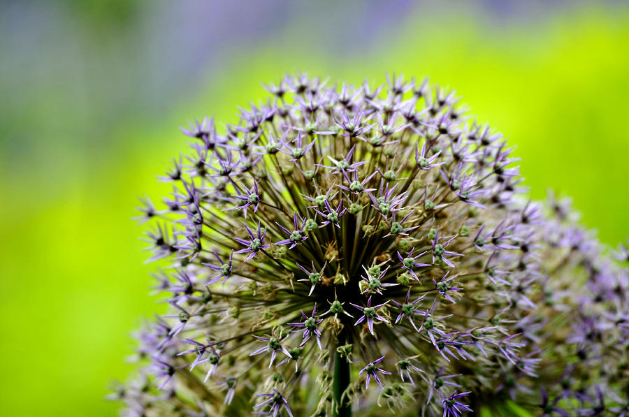 Onion Flower  Photograph by Douglas Pike