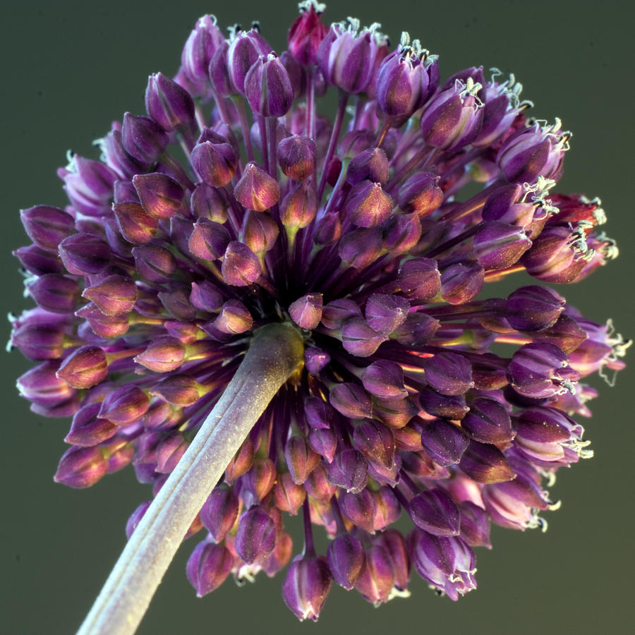 Onion Flower Photograph by Stelios Kleanthous