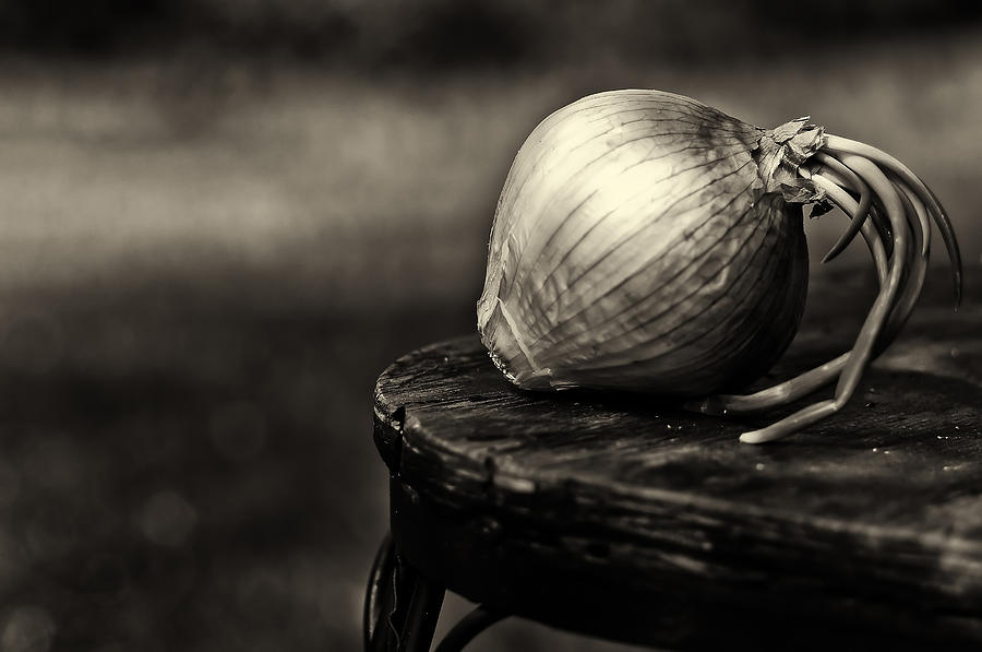 Onion Photograph by Lori Coleman