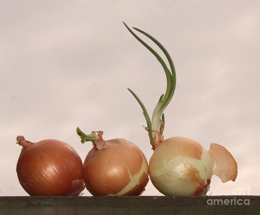 Onion trio Photograph by Yumi Johnson