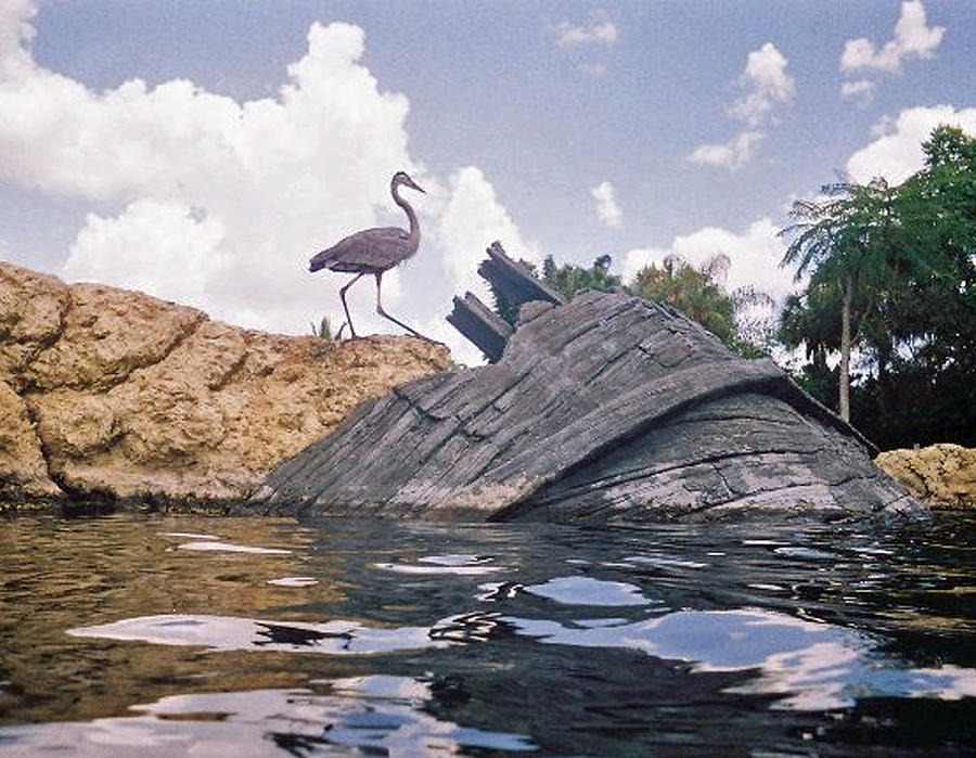Blue Heron Photograph - Only Memories by Elisia Cosentino Blue Heron Photograph - Only Memories by Elisia Cosentino