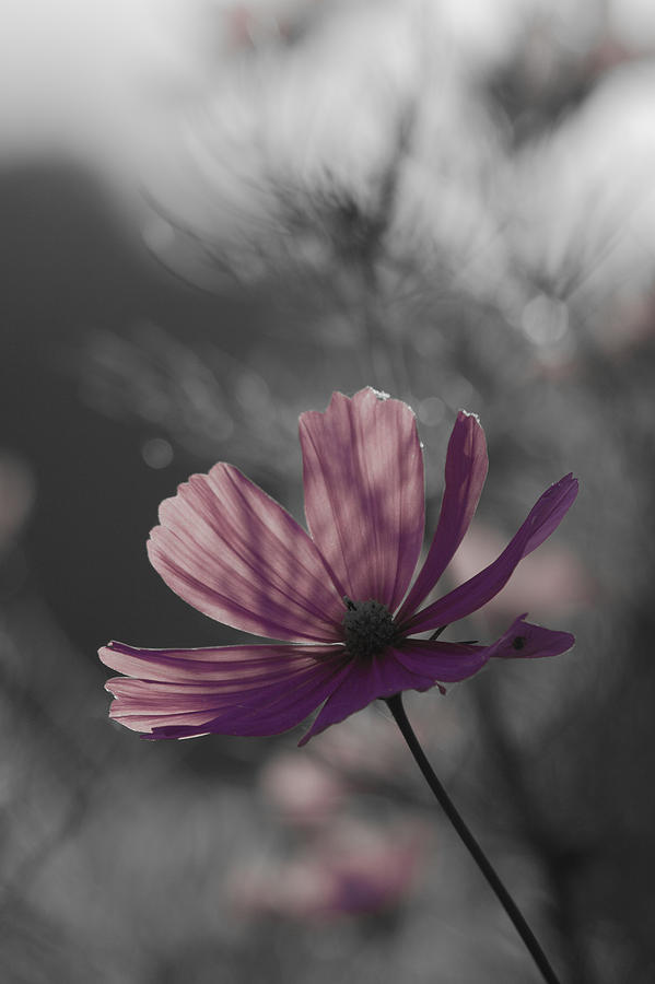 Nature Photograph - Only pink by Marta Grabska