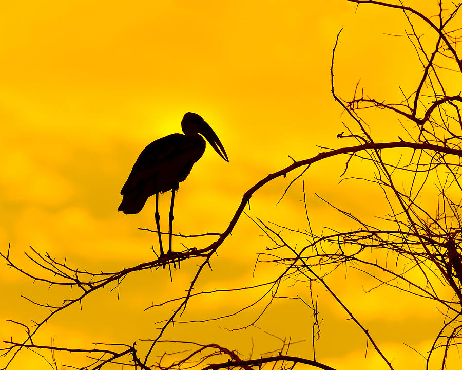 Open-billed Stork  Photograph by Tony Beck